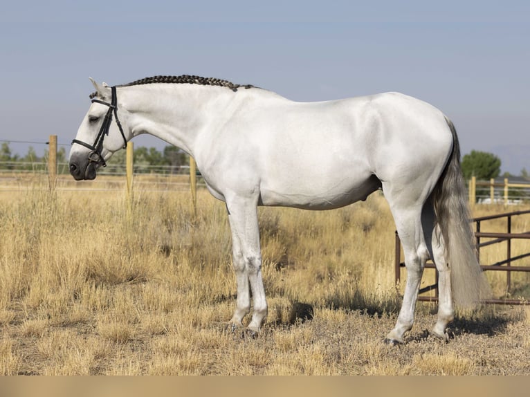 Lusitanos Wallach 7 Jahre 163 cm Schimmel in Brighton, CO