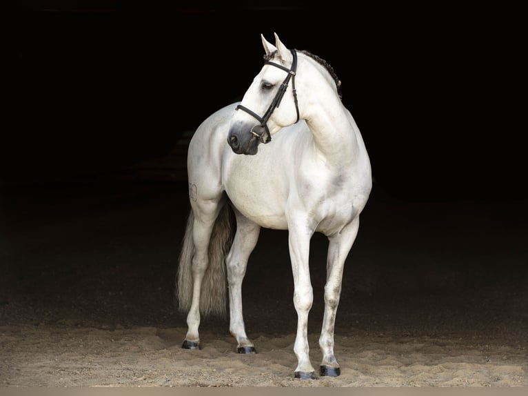 Lusitanos Wallach 7 Jahre 163 cm Schimmel in Brighton, CO