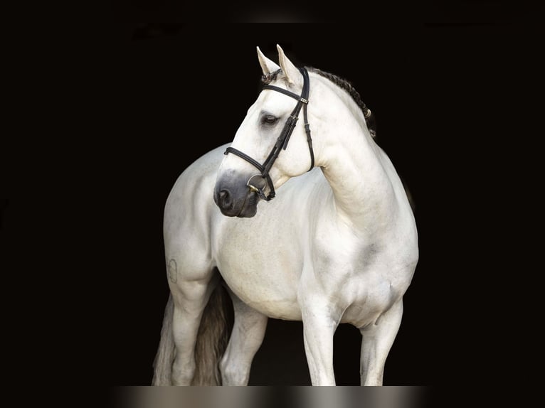 Lusitanos Wallach 7 Jahre 163 cm Schimmel in Brighton, CO