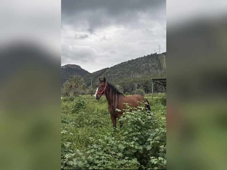 Lusitanos Wallach 7 Jahre 164 cm Hellbrauner in Palmar, El (El Palmar)