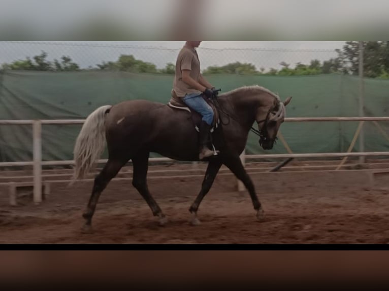 Lusitanos Mix Wallach 7 Jahre 164 cm Pearl in Chelva