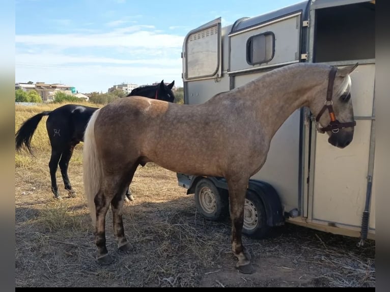 Lusitanos Mix Wallach 7 Jahre 164 cm Pearl in Chelva