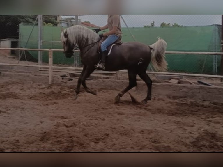 Lusitanos Mix Wallach 7 Jahre 164 cm Pearl in Chelva
