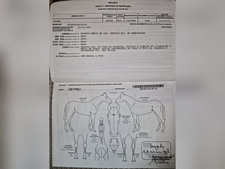 Lusitanos Wallach 7 Jahre 165 cm Apfelschimmel in Kobylinek