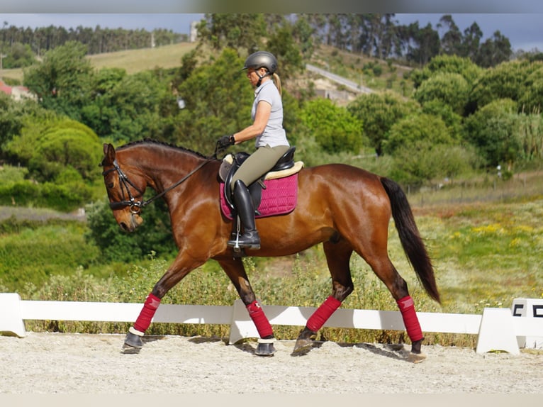 Lusitanos Wallach 7 Jahre 165 cm Brauner in Vale de Janelas