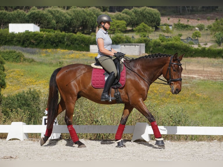Lusitanos Wallach 7 Jahre 165 cm Brauner in Vale de Janelas