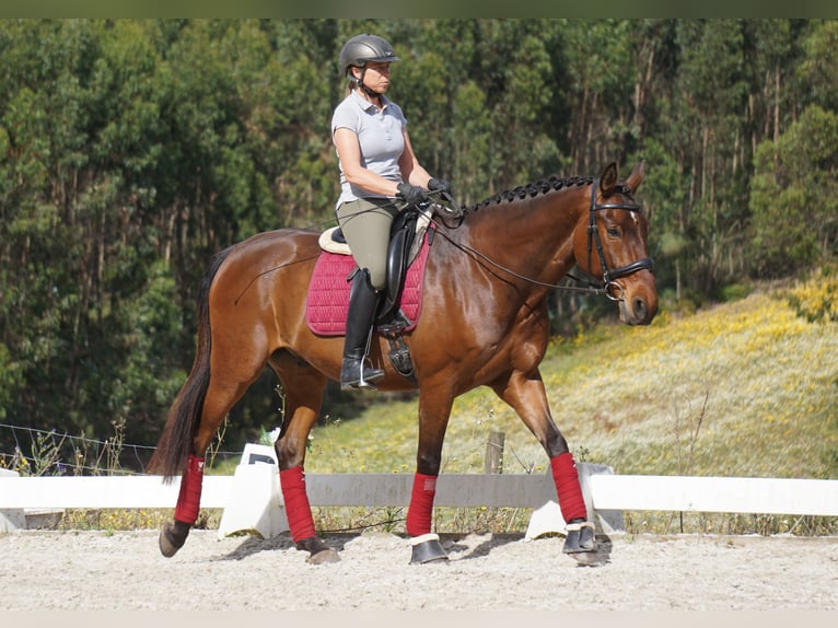 Lusitanos Wallach 7 Jahre 165 cm Brauner in Vale de Janelas