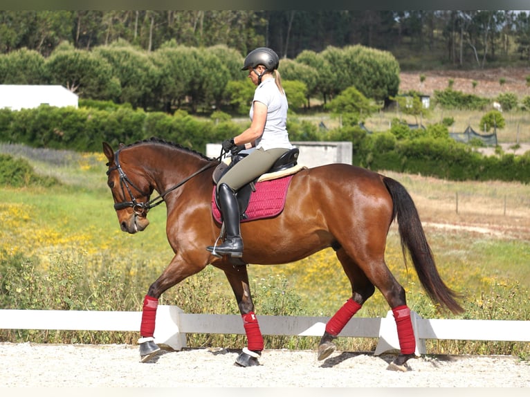 Lusitanos Wallach 7 Jahre 165 cm Brauner in Vale de Janelas