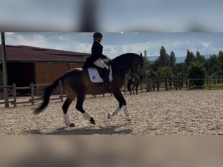 Lusitanos Wallach 7 Jahre 165 cm Falbe in L&#x27;hopital le grand