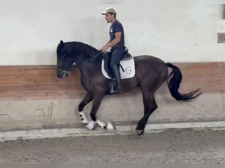 Lusitanos Wallach 7 Jahre 165 cm Rappe in TROFA