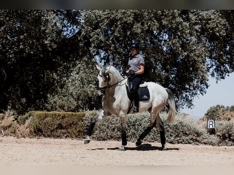 Lusitanos Wallach 7 Jahre 165 cm Rotschimmel in Montecorto