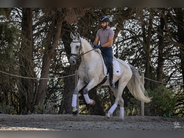 Lusitanos Wallach 7 Jahre 165 cm Schimmel in Aveiras de Baixo