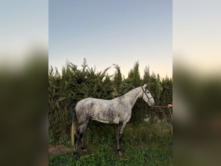 Lusitanos Wallach 7 Jahre 165 cm Schimmel in Galaroza (Huelva)