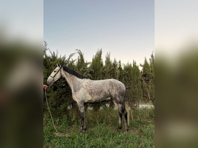 Lusitanos Wallach 7 Jahre 165 cm Schimmel in Galaroza (Huelva)