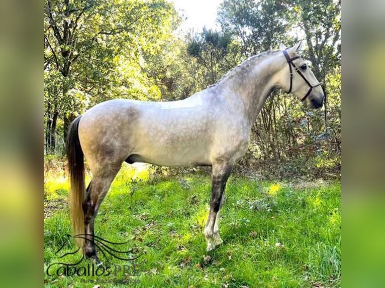 Lusitanos Wallach 7 Jahre 165 cm Schimmel in Silleda