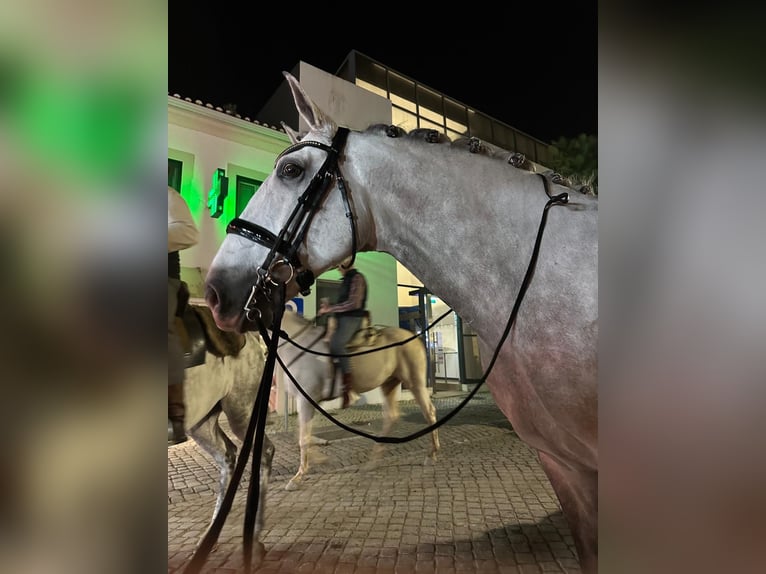 Lusitanos Wallach 7 Jahre 165 cm Schimmel in Silleda (Casco Urbano)