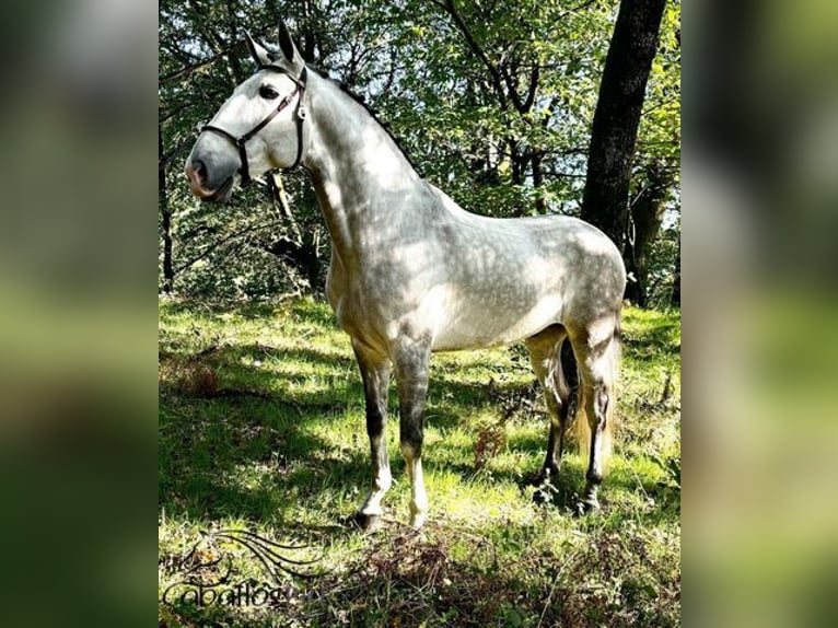 Lusitanos Wallach 7 Jahre 165 cm Schimmel in Silleda