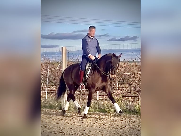 Lusitanos Wallach 7 Jahre 166 cm Brauner in Coca