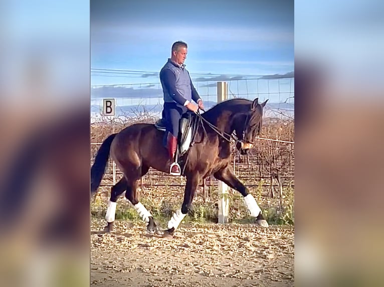 Lusitanos Wallach 7 Jahre 166 cm Brauner in Coca