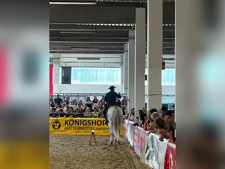 Lusitanos Mix Wallach 7 Jahre 168 cm Schimmel in Bad Leonfelden