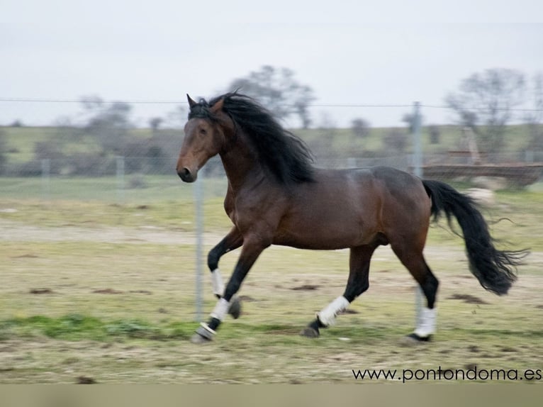 Lusitanos Wallach 7 Jahre 170 cm Brauner in Espirdo