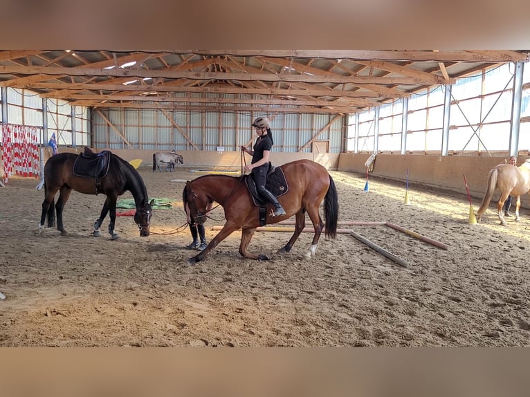 Lusitanos Wallach 7 Jahre 170 cm Brauner in Sassenburg