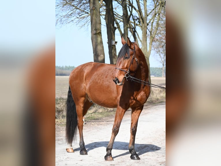 Lusitanos Wallach 7 Jahre 170 cm Brauner in Sassenburg