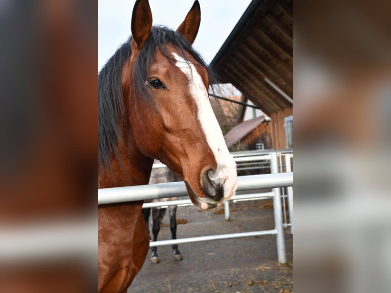 Lusitanos Wallach 7 Jahre 170 cm Brauner in Chamcham