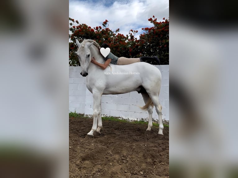 Lusitanos Wallach 7 Jahre 170 cm White in Sevilla