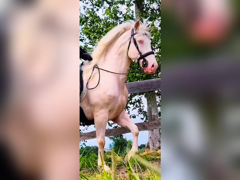 Lusitanos Wallach 8 Jahre 147 cm Cremello in Banyoles