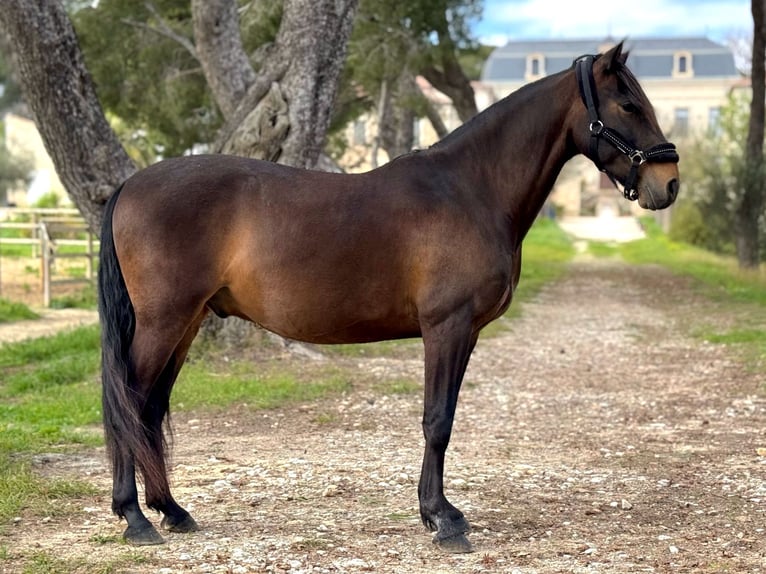 Lusitanos Wallach 8 Jahre 153 cm Dunkelbrauner in Vendres