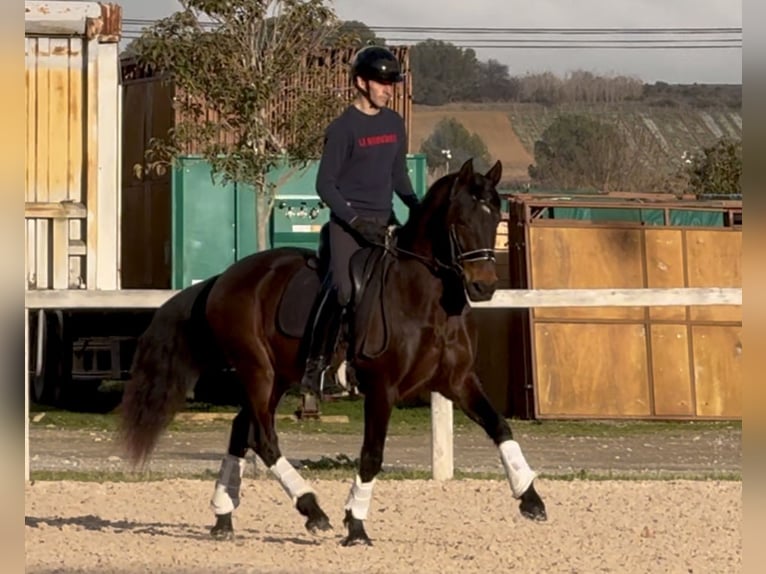 Lusitanos Wallach 8 Jahre 153 cm Dunkelbrauner in Vendres