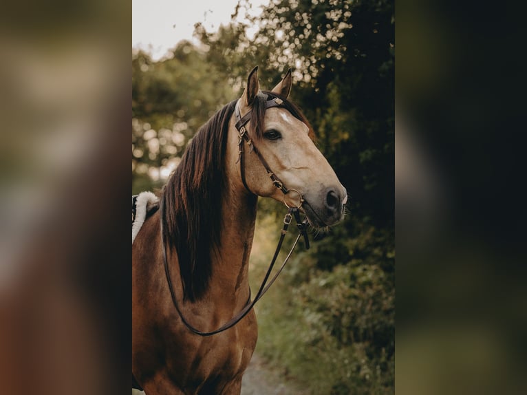 Lusitanos Wallach 8 Jahre 155 cm Buckskin in Frankfurt am Main