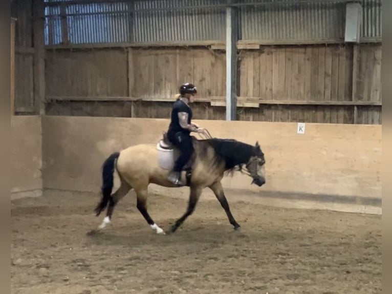 Lusitanos Wallach 8 Jahre 155 cm Buckskin in Frankfurt am Main