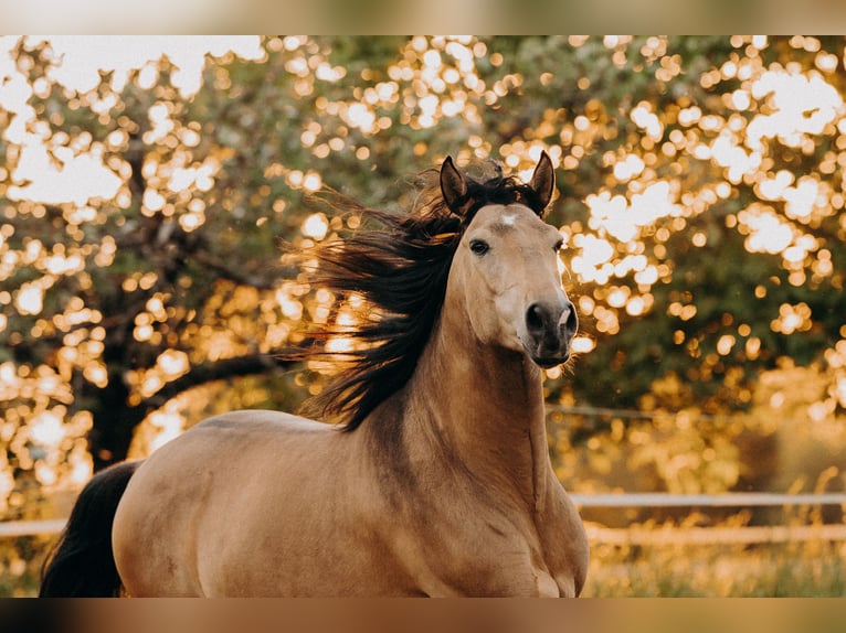 Lusitanos Wallach 8 Jahre 155 cm Buckskin in Frankfurt am Main