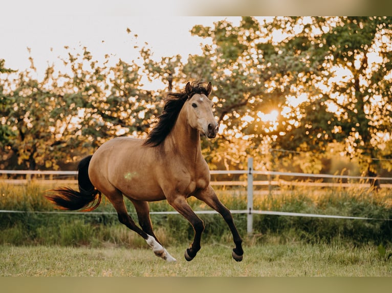 Lusitanos Wallach 8 Jahre 155 cm Buckskin in Frankfurt am Main