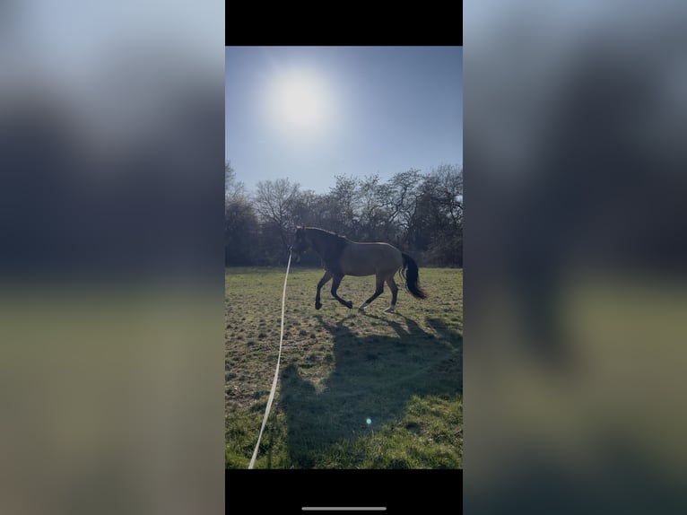 Lusitanos Wallach 8 Jahre 155 cm Buckskin in Frankfurt am Main