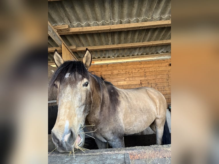 Lusitanos Wallach 8 Jahre 155 cm Buckskin in Frankfurt am Main