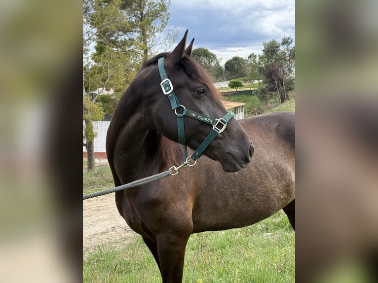 Lusitanos Wallach 8 Jahre 155 cm Rappe in Casal do Ralha