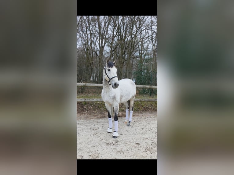 Lusitanos Wallach 8 Jahre 157 cm Schimmel in Saint-Crépin-Ibouvillers