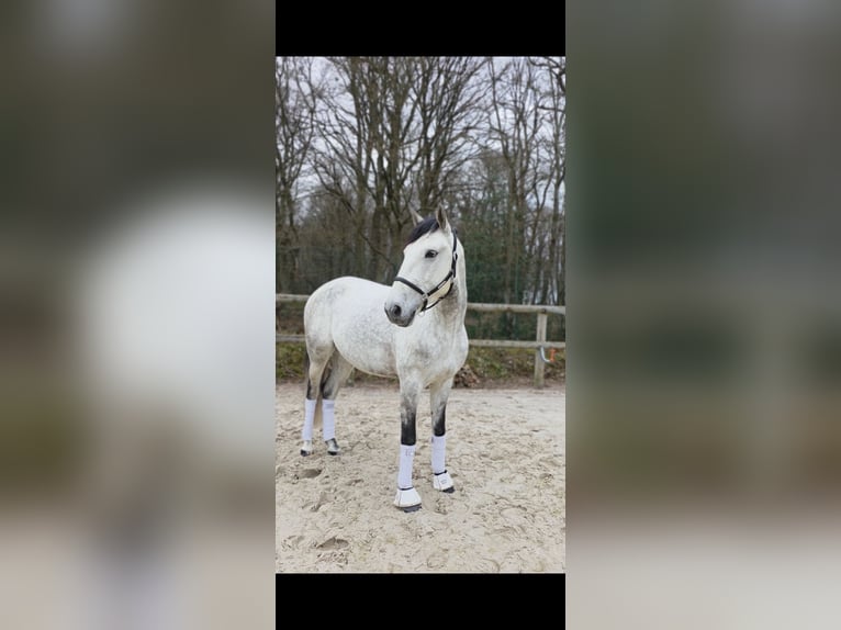 Lusitanos Wallach 8 Jahre 157 cm Schimmel in Saint-Crépin-Ibouvillers