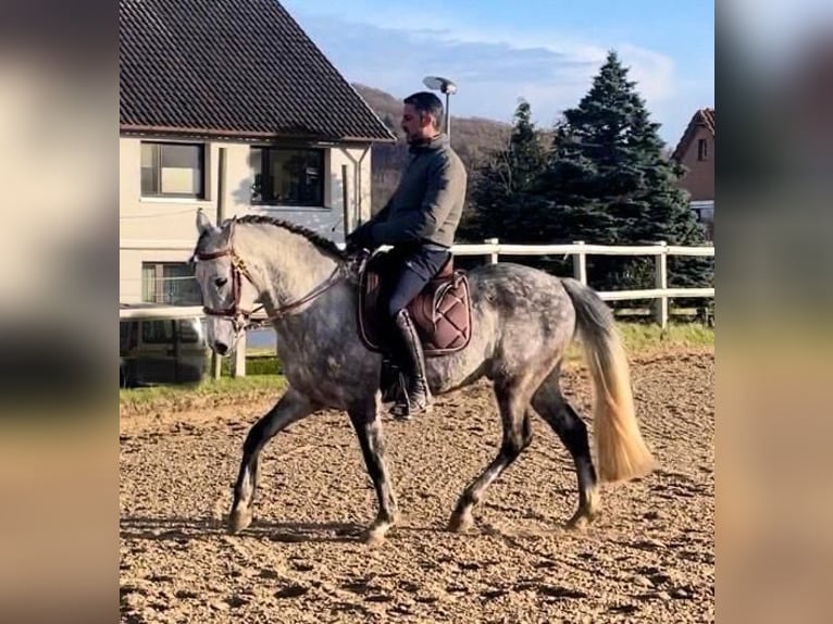 Lusitanos Mix Wallach 8 Jahre 157 cm Schimmel in Auetal Wiersen