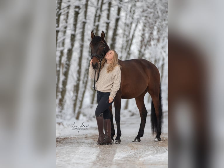 Lusitanos Wallach 8 Jahre 158 cm Brauner in Allensbach