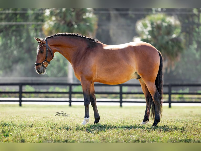 Lusitanos Wallach 8 Jahre 158 cm Rotbrauner in Loxahatchee, FL