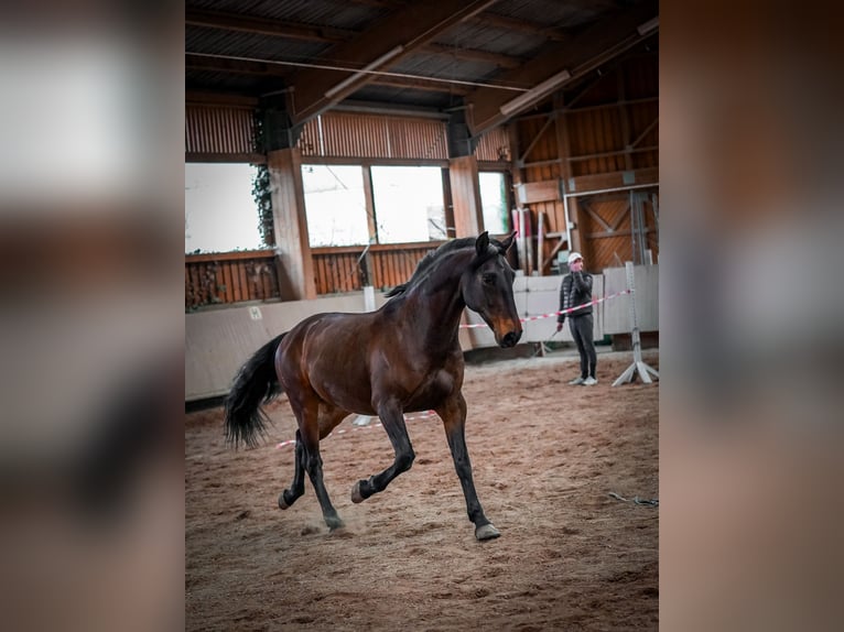 Lusitanos Wallach 8 Jahre 159 cm Brauner in Pyrbaum