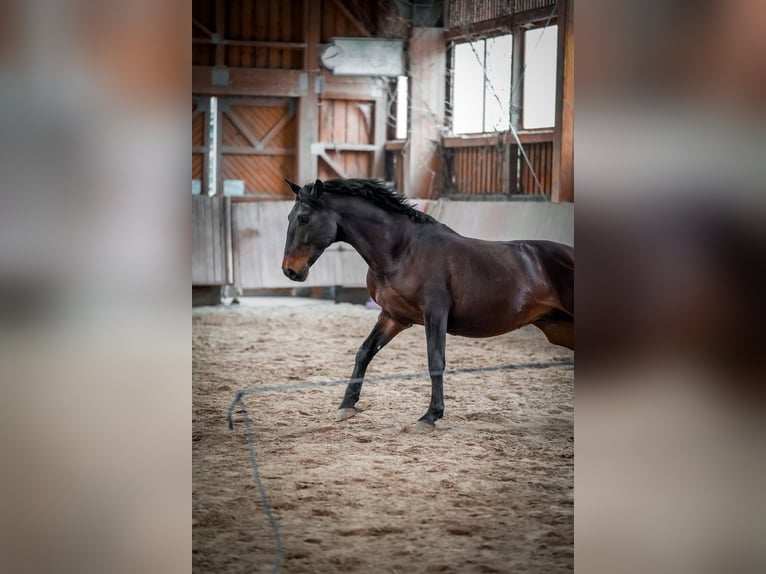 Lusitanos Wallach 8 Jahre 159 cm Brauner in Pyrbaum