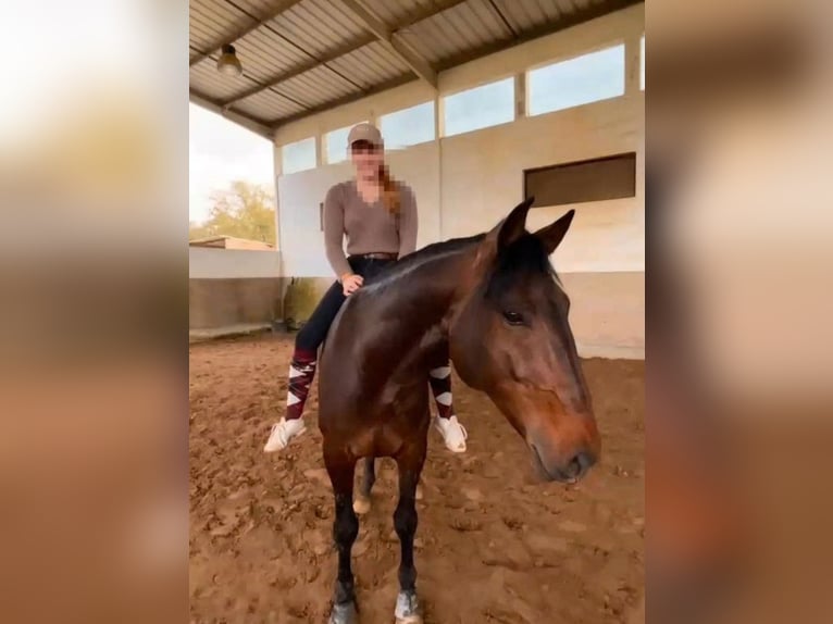 Lusitanos Wallach 8 Jahre 159 cm Brauner in Pyrbaum