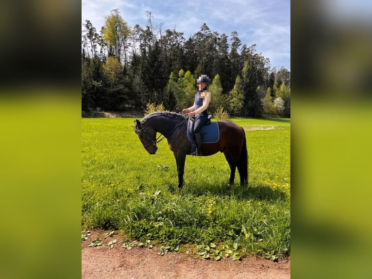 Lusitanos Wallach 8 Jahre 159 cm Brauner in Pyrbaum