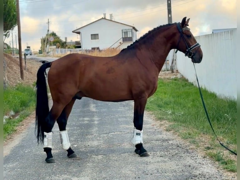 Lusitanos Mix Wallach 8 Jahre 159 cm Brauner in Caldas da Rainha
