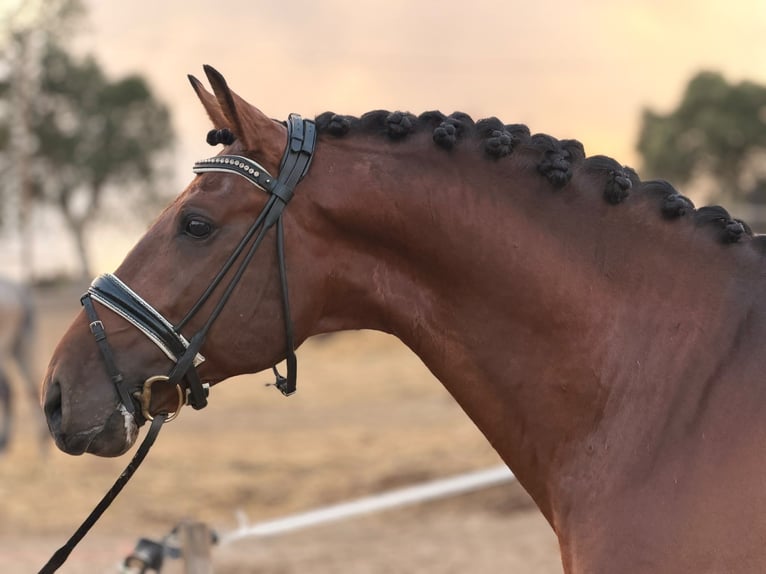 Lusitanos Mix Wallach 8 Jahre 159 cm Brauner in Caldas da Rainha